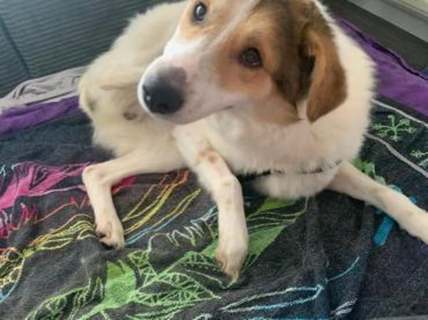 Chopin - Der Feinfühlige ☺