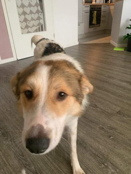 Chopin - Der Feinfühlige ☺