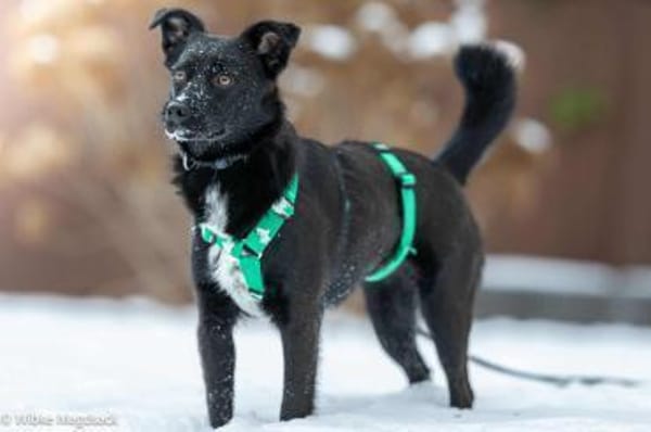 liebe Molly-Kira sucht ihre Familie