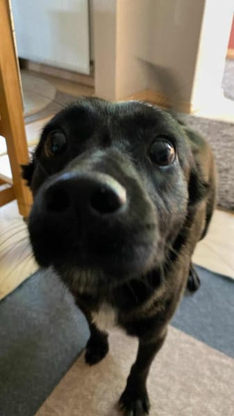 liebe Molly-Kira sucht ihre Familie