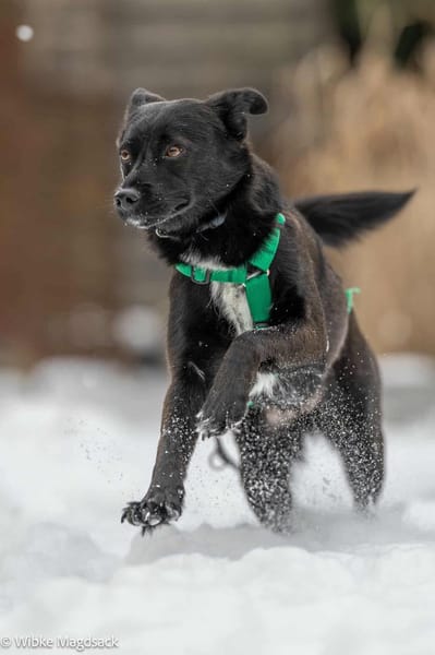 liebe Molly-Kira sucht ihre Familie