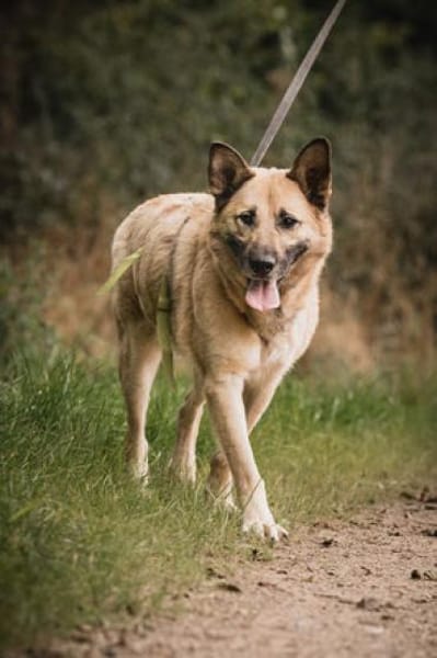 Phili  ein Kämpfer mit großem Herzen