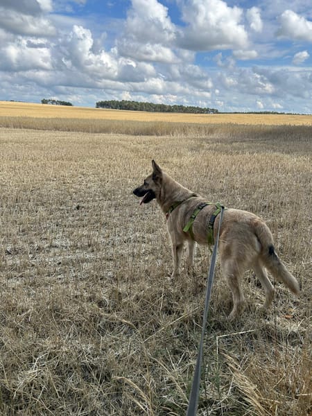 Phili  ein Kämpfer mit großem Herzen