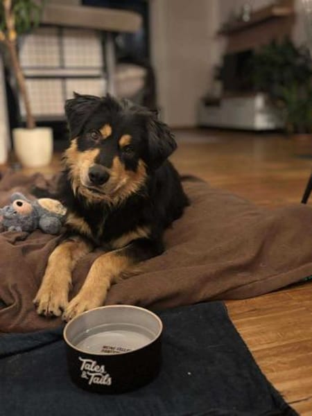 Raju Mischling Rüde Traumhund verschmust