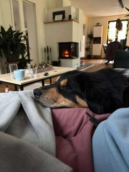 Raju Mischling Rüde Traumhund verschmust