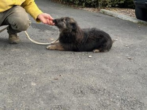 Danile - zutrauliche Wuschelhündin