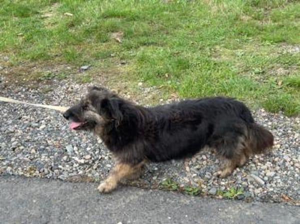 Danile - zutrauliche Wuschelhündin