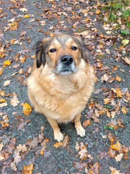 Ben - liebt konsequente Menschen