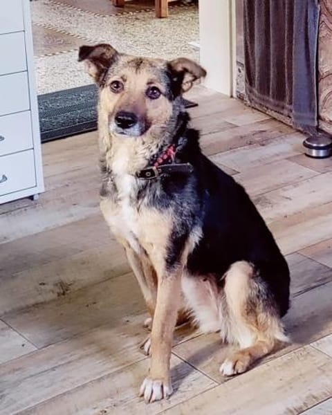 Sportliche Kuschelmaus COSMINA, 5 Jahre