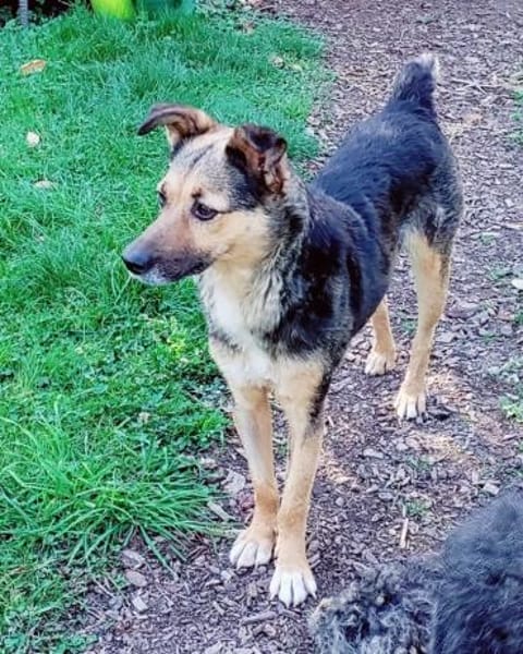 Sportliche Kuschelmaus COSMINA, 5 Jahre