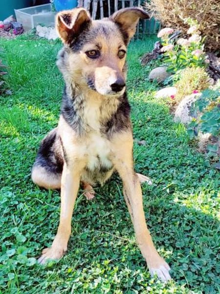 Sportliche Kuschelmaus COSMINA, 5 Jahre