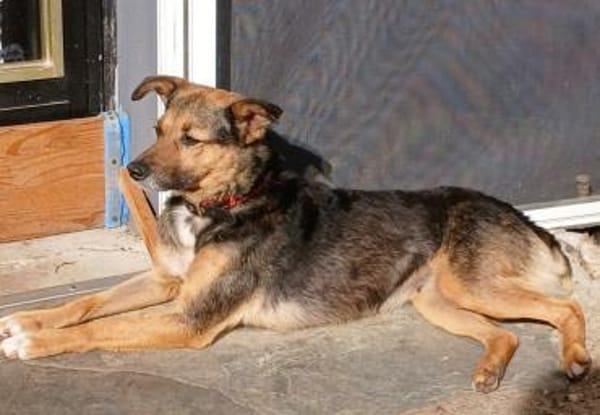 Sportliche Kuschelmaus COSMINA, 5 Jahre