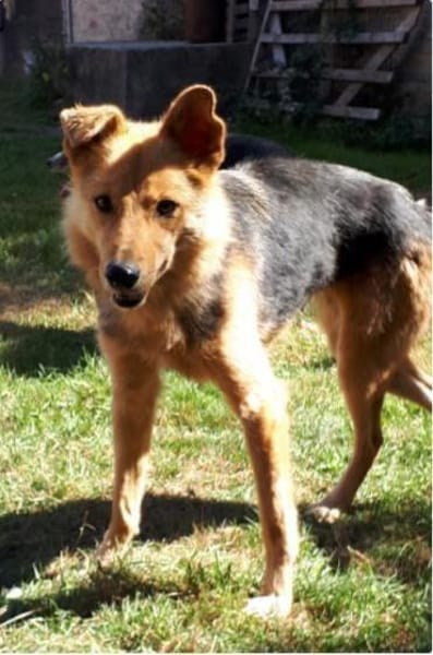 Yuki - schüchterne Schönheit