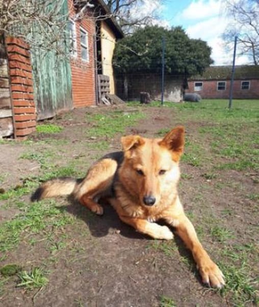 Yuki - schüchterne Schönheit