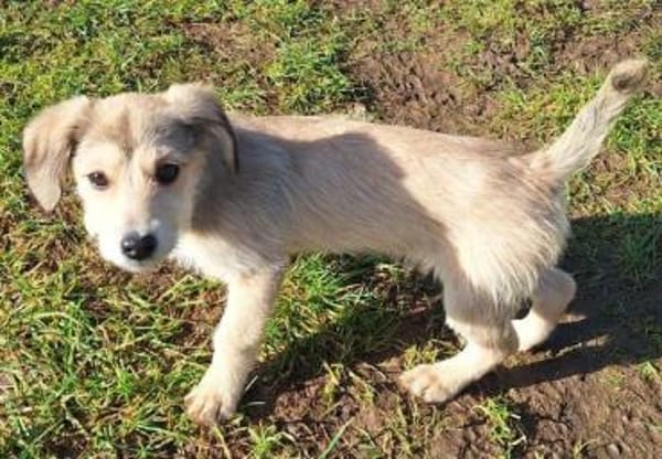 ODILE -rundum tolles Hundekind-