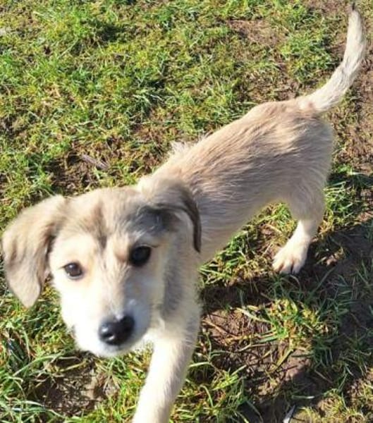 ODILE -rundum tolles Hundekind-