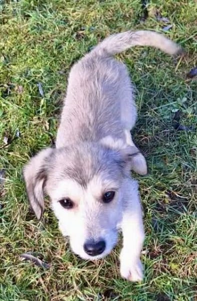 ODILE -rundum tolles Hundekind-