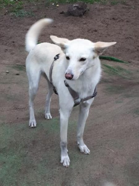 Sehnsüchtig hält Cosmo Ausschau nach DIR