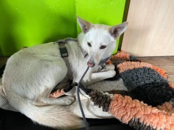 Sehnsüchtig hält Cosmo Ausschau nach DIR