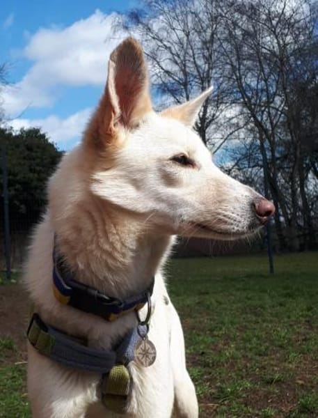 Sehnsüchtig hält Cosmo Ausschau nach DIR