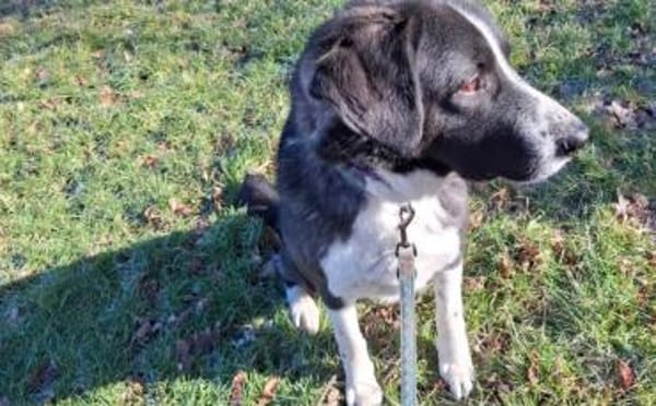 Der liebe Tobbi hat einen Wunsch