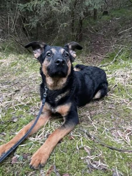 Herzensbrecher Charles