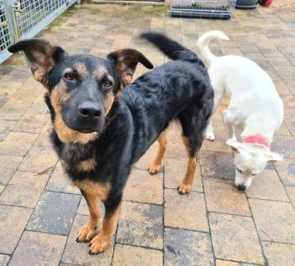 Herzensbrecher Charles