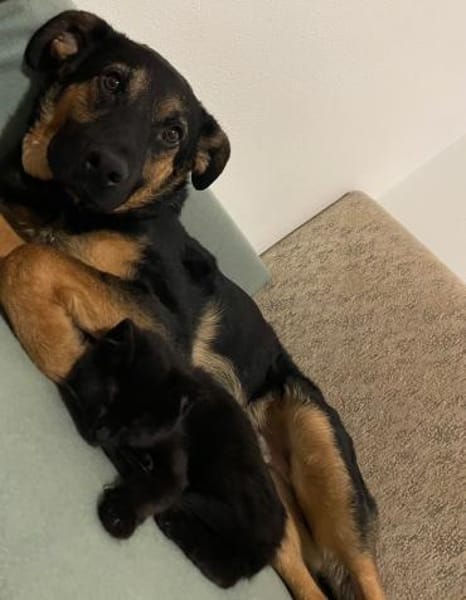 Herzensbrecher Charles