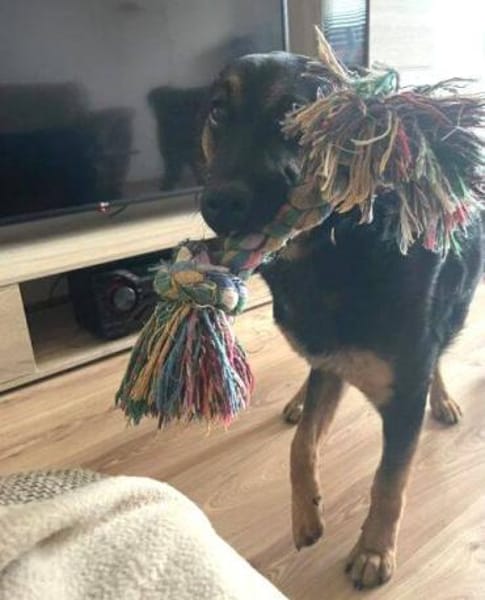 Herzensbrecher Charles