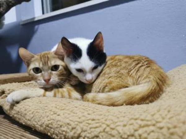 Andelo+Portokali, kuscheliges Traumduo