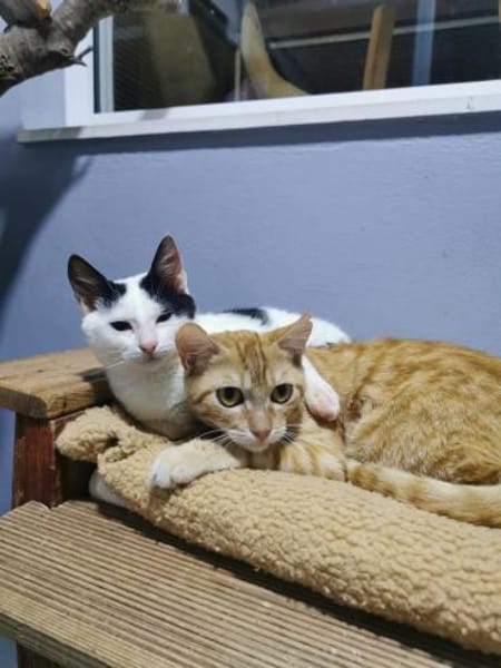 Andelo+Portokali, kuscheliges Traumduo