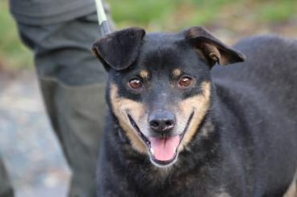 Tim - zutraulicher, kleiner Rüde