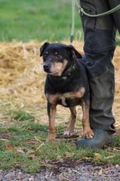 Tim - zutraulicher, kleiner Rüde