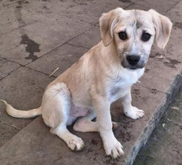 LUDWIG -rundum tolles Hundekind-