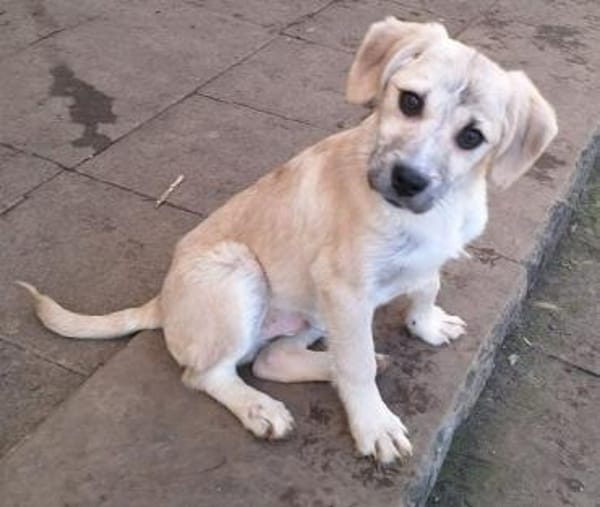 LUDWIG -rundum tolles Hundekind-