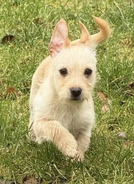 Lio wartet bei 53819 Neunkirchen