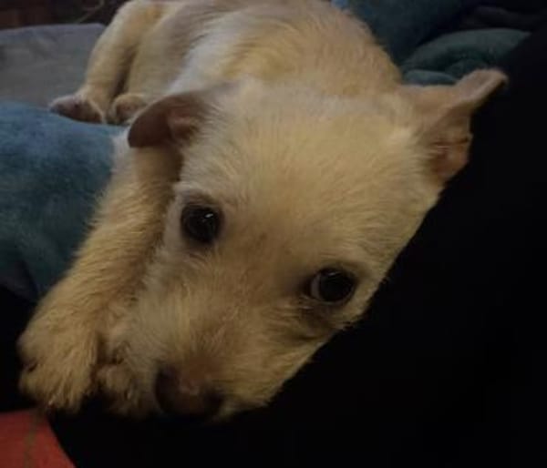 Lio wartet bei 53819 Neunkirchen