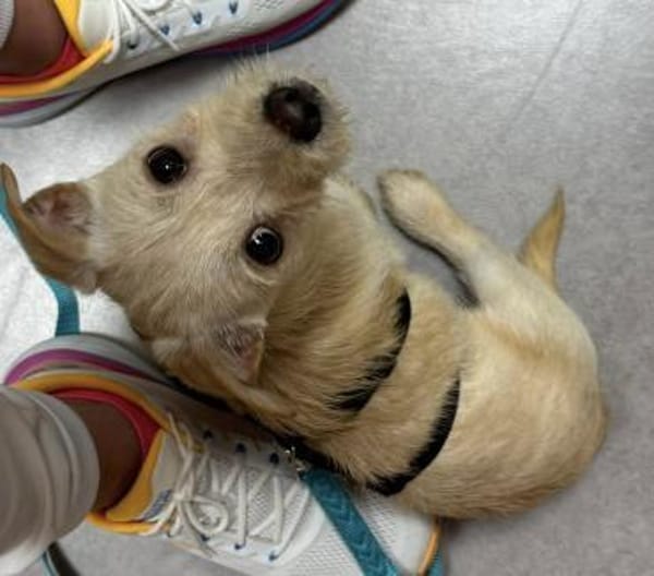 Lio wartet bei 53819 Neunkirchen