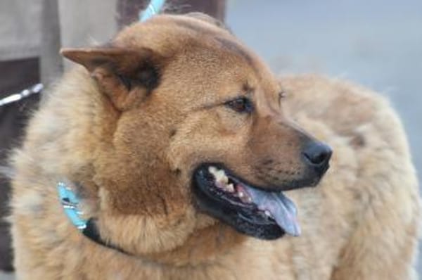 Chevy - sehr freundlich u. verträglich