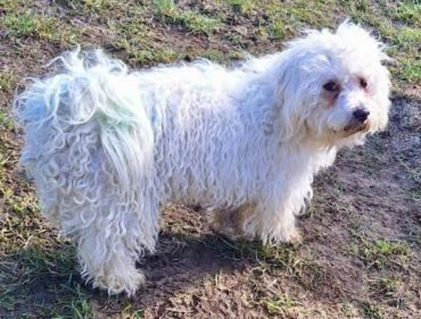 YASHAR -Zutraulich & verträglich-