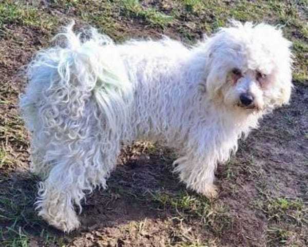 YASHAR -Zutraulich & verträglich-