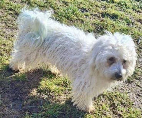 YASHAR -Zutraulich & verträglich-