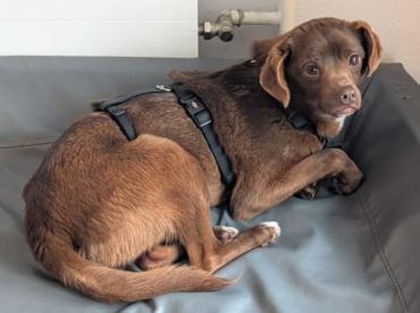 CAPPUCCINO - braucht unsere Hilfe