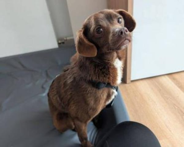 CAPPUCCINO - braucht unsere Hilfe