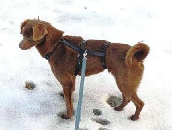 CAPPUCCINO - braucht unsere Hilfe