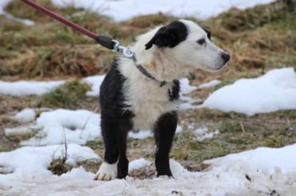 Niria - kinderlieb u. verspielt