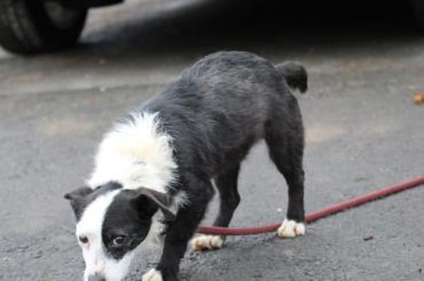 Niria - kinderlieb u. verspielt