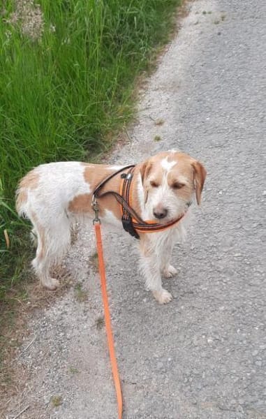 Lunetta - Lucy sucht ein neues Zuhause