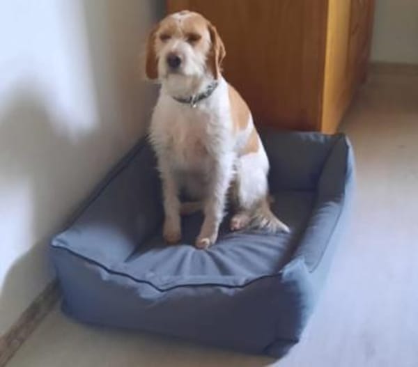 Lunetta - Lucy sucht ein neues Zuhause