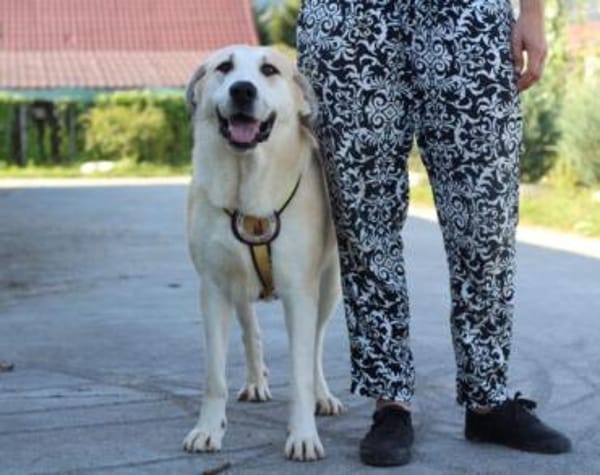 Lina sucht ihr Für-immer-Zuhause